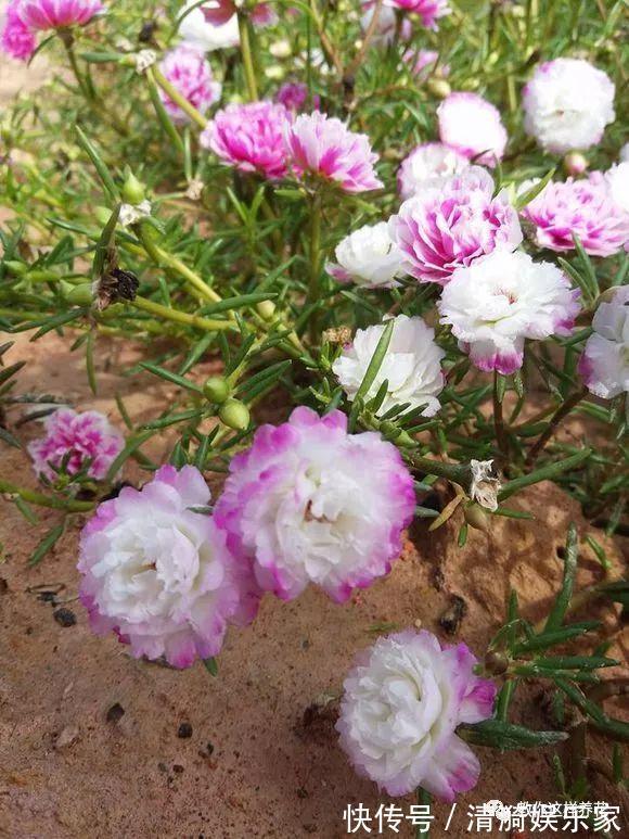 养护|夏天养上3种清凉花,越热越疯狂,看着就清爽!