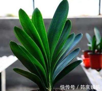 新根|君子兰黄叶就这么办!4招解决各种黄叶,油绿锃亮就像大白菜