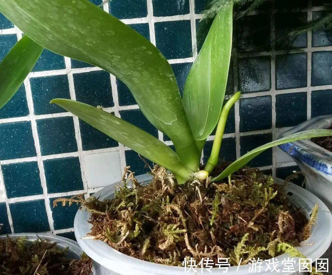 给花喷点它，叶片油绿茂密，花苞嘟噜噜冒出来