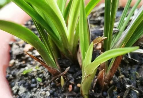 兰花叶子发黑如何补救？简单、有效、又安全的4招