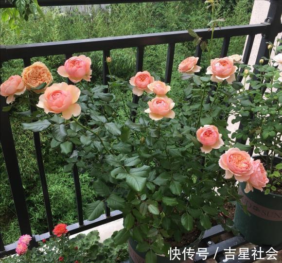 叶斑病|养花必备的杀菌剂,到底怎么用?多菌灵只是“初级”,黄叶不管用