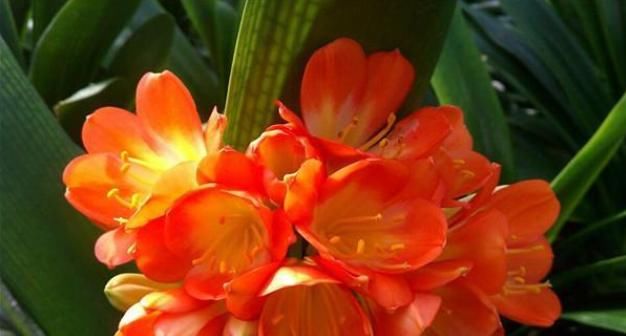  方法|君子兰夹箭，叶子长歪的正确处理方法