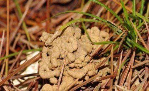 野外捡点这种怪土，碾碎撒花盆里，全都长到停不下！