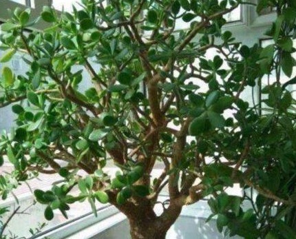 李大姐养玉树，10天浇次“它”，一年就“成老桩”，还能开白花！