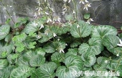 虎耳草|乡下一种野草，人称“耳朵红”，是一种珍贵药材，遇见要珍惜