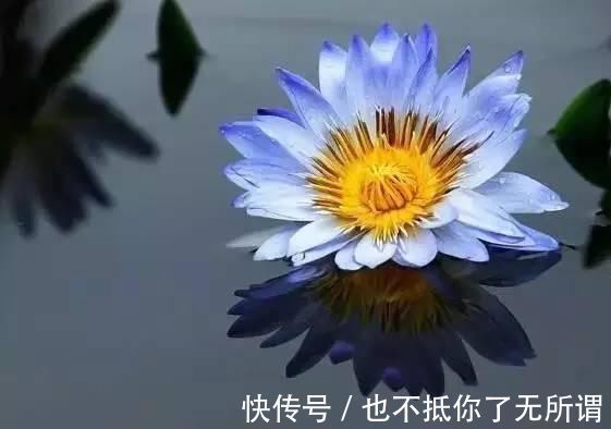 龟甲牡丹|世界上最名贵的花,一盆就是一座房子!