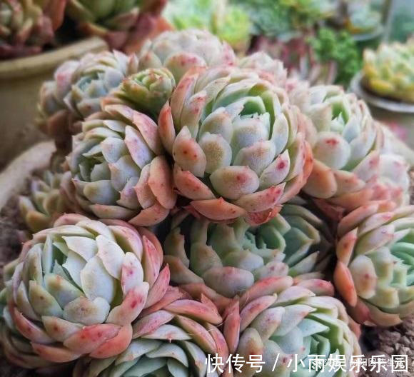 光照强度|多肉单靠晒，能把叶子晒红吗？光照很有用，重点在合理利用