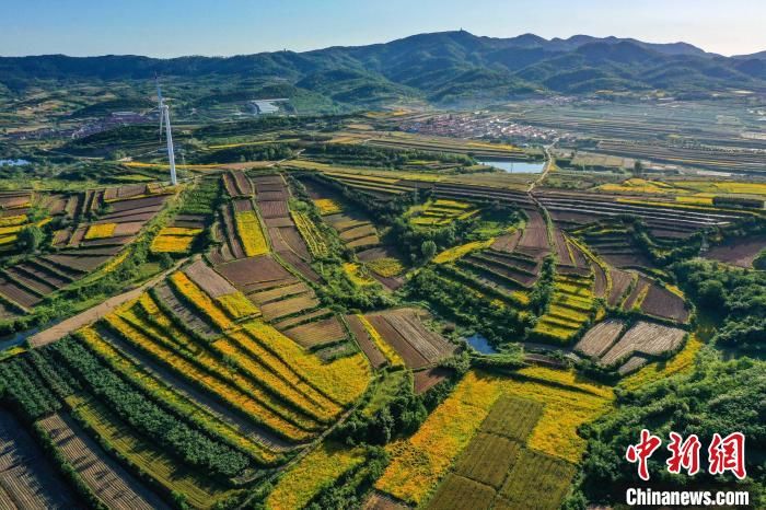 漫山遍野|山东荣成：金鸡菊花开扮靓农家