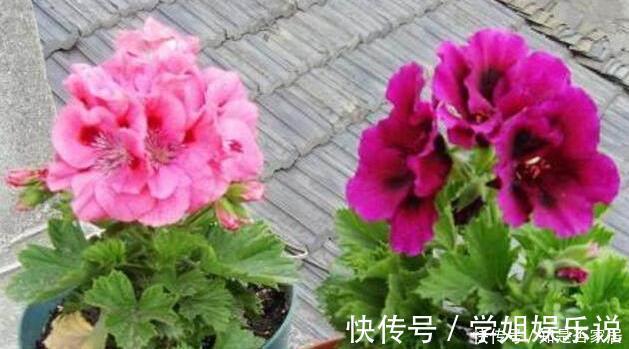 阳台上|这花花期长又漂亮,一个扦插小窍门,十天生根,轻松爆盆开成花球