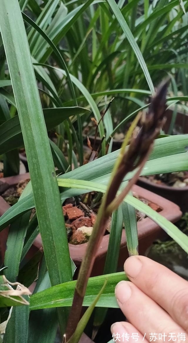 兰花想多冒芽？养护注意三动作，顺利春化，清香宜人小半年