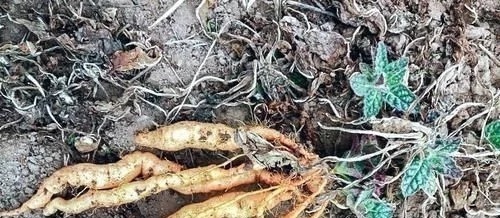 地黄|农村一野草,人称“蜜罐”,根价值不输人参,长在路边少人识