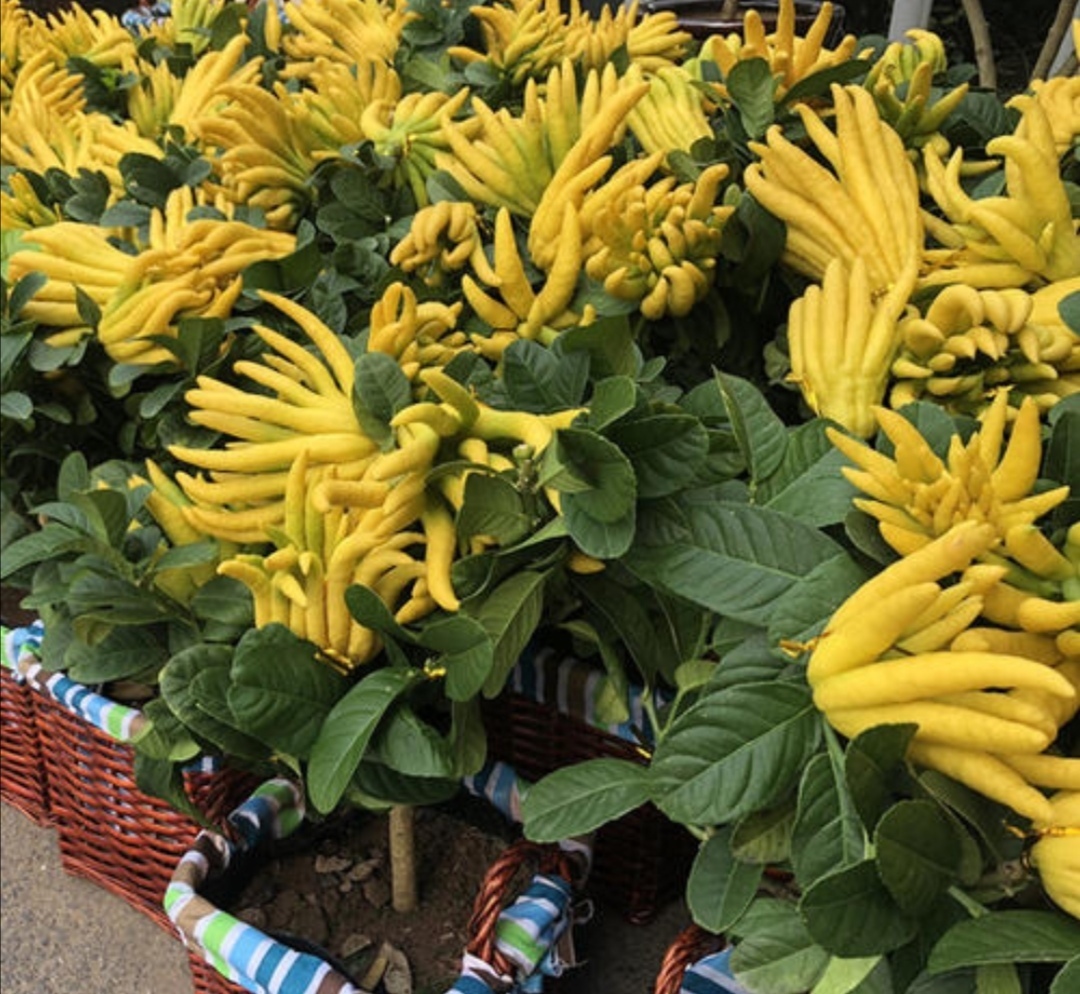 此花香气浓郁，千姿百态，被称为果中之仙品，代表着吉祥和幸运