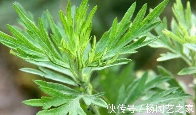 雞骨草|天冷后多吃5種草藥，比吃藥都靈，老中醫：可能比吃靈芝還管用