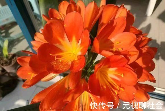 君子兰总是养不活往花盆里加点“好东西”,让植物越长越茂盛