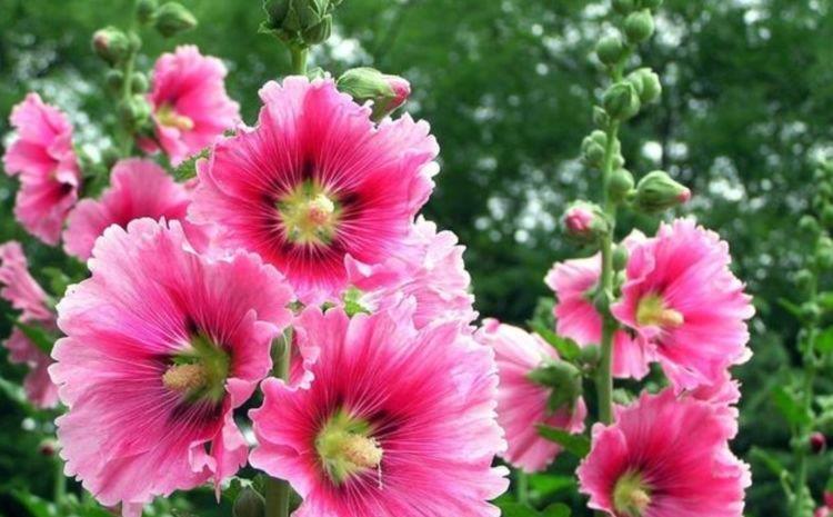 家养|家养3种花,好打理,易爆盆,花开不断,还能旺财