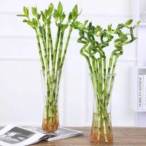 立春后，家里养上这3种植物，寓意特别好~快试试~