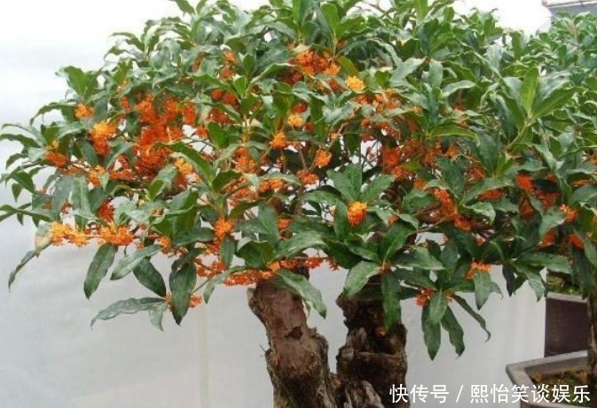 财运|养花就养3种花,家里养一盆,开花漂亮财运来,一养就上瘾