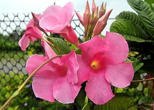 此花被称为“开花机器”,全年开花不断,花开繁盛惹人爱,美爆了