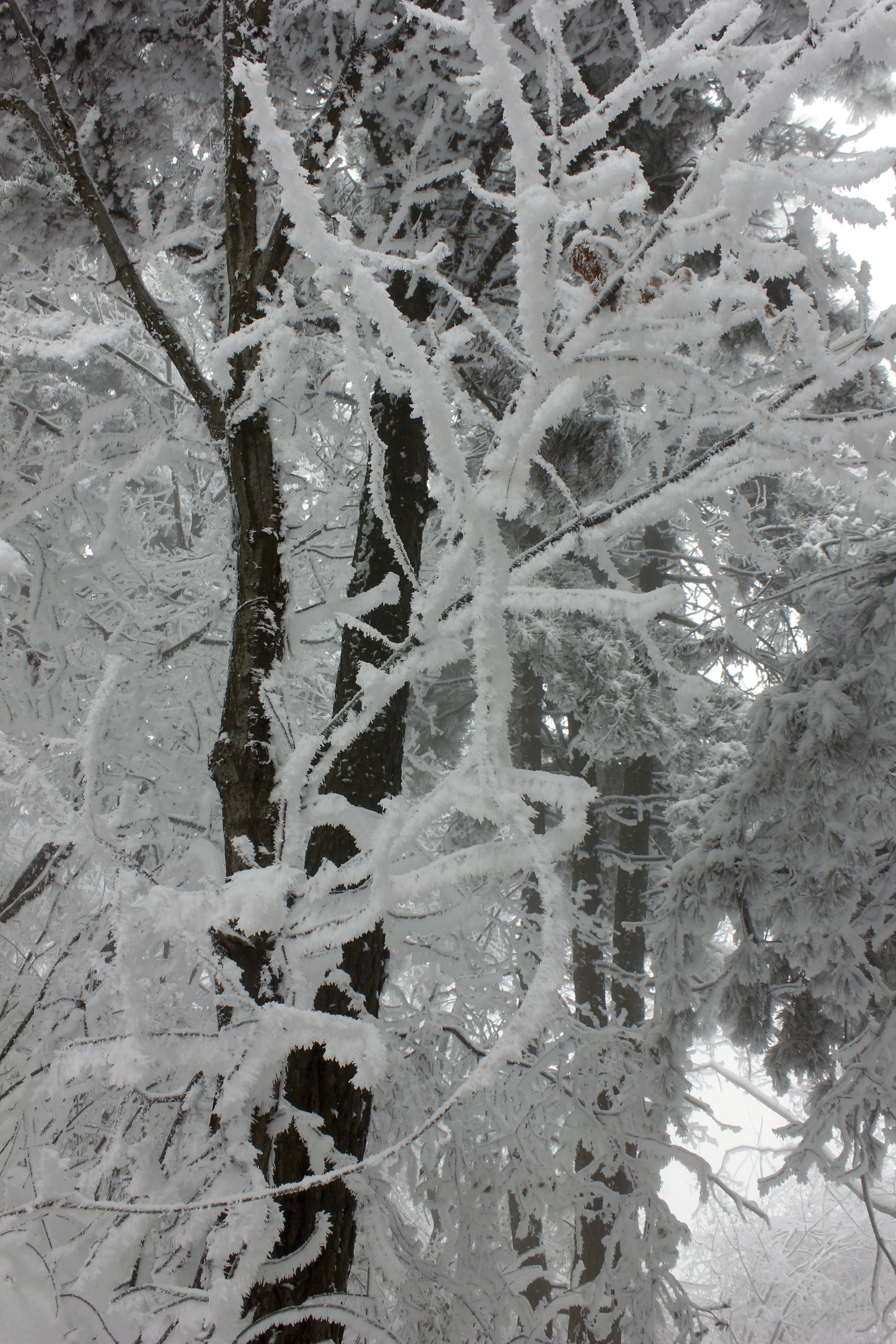 征集|【年末福利征集】雪后南五台幸遇云海