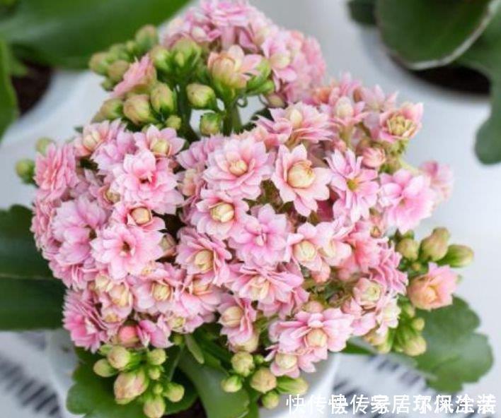 光照|3种花养在家里,一整年都有好运气,开花爆盆很漂亮,越养越喜欢