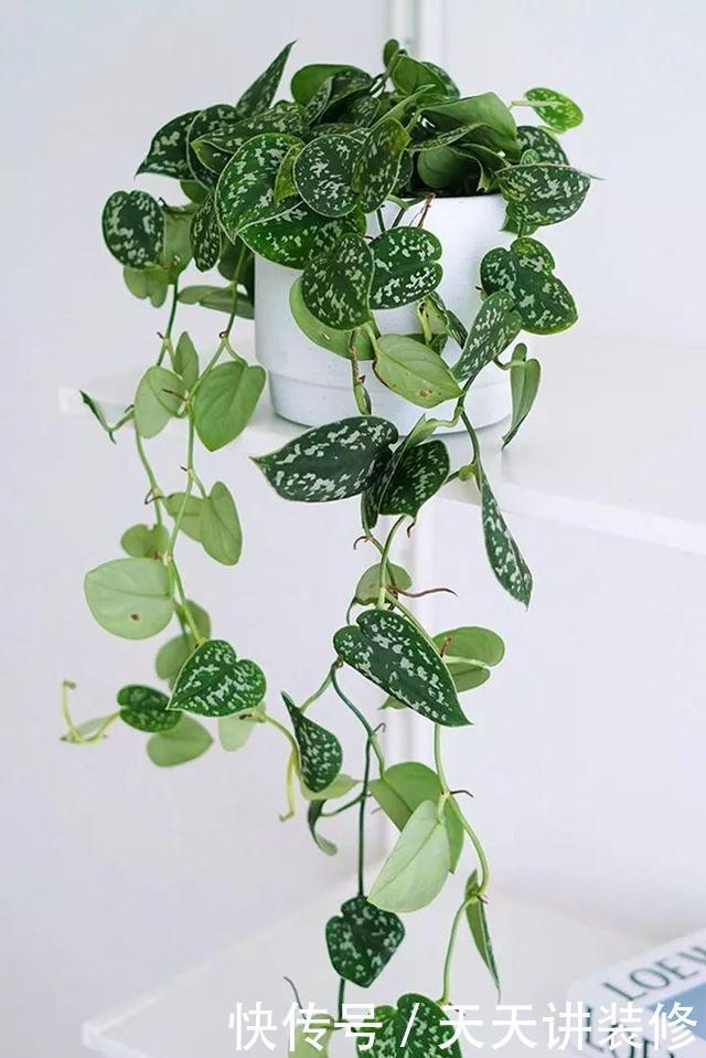 绿萝|13种耐阴花卉,光照不足也能生长旺盛,开花茂密