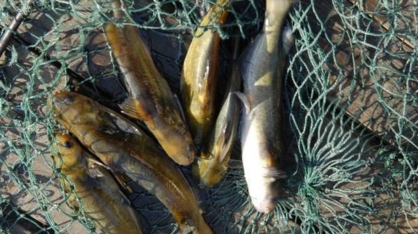 速度|黄颡鱼这钓法果然不简单,上鱼速度那叫一个快夏天不用亏大了