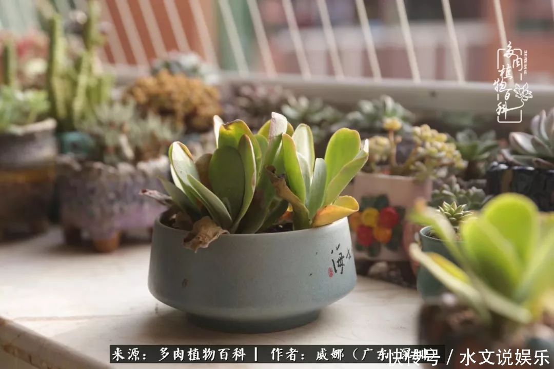 日子|笼子里露养的多肉,越养越美!有多肉的日子伴着小确幸!