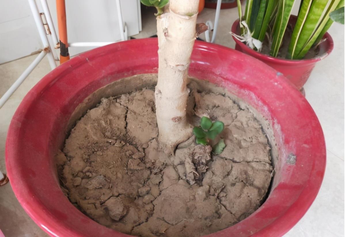 抓把“臭球”埋到花盆里,盆土不板结,疏松又营养,大白根长不停