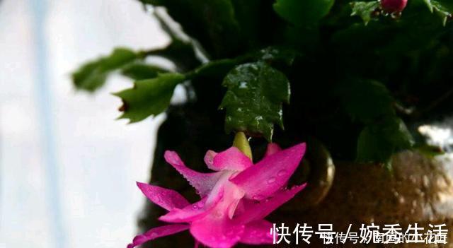 扦插|蟹爪兰开花期间叶片干瘪发蔫，花苞打不开，可能是这两点没做好