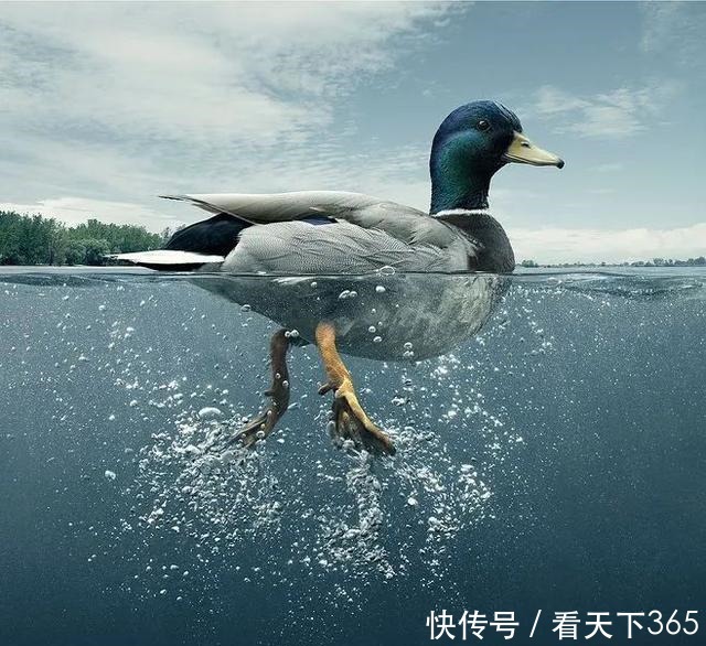 原来这叫鸭子定律（深度好文）