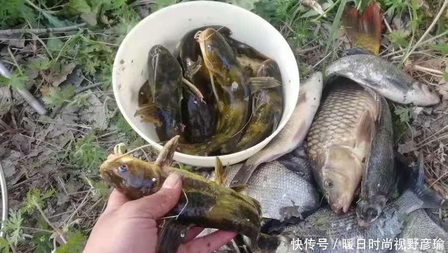 黄辣丁|说实话，“收拾”黄辣丁我只服这钓法，无论在哪，钓完都特舒服