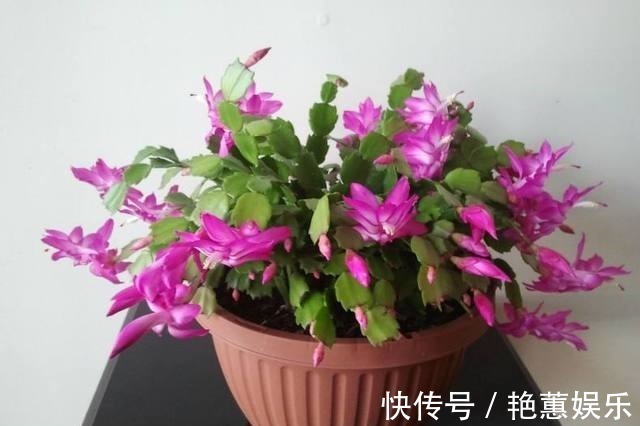 人心情|蟹爪兰“蔫吧”没精神,学会3个方法,叶片油绿、开花多,长爆盆