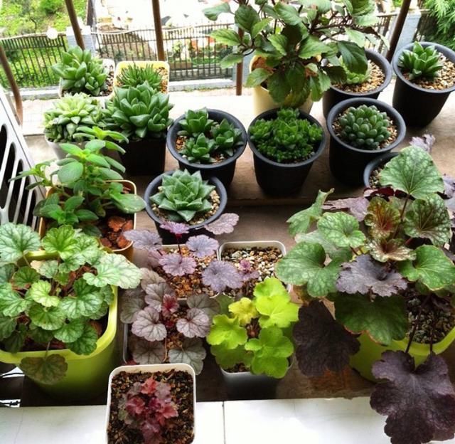 光照|家里花草容易“干尖”4个原因要知道,用3个方法能预防