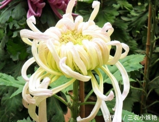 喜欢菊花，不如养盆“菊中珍品”，似紫衣仙女，美艳动人