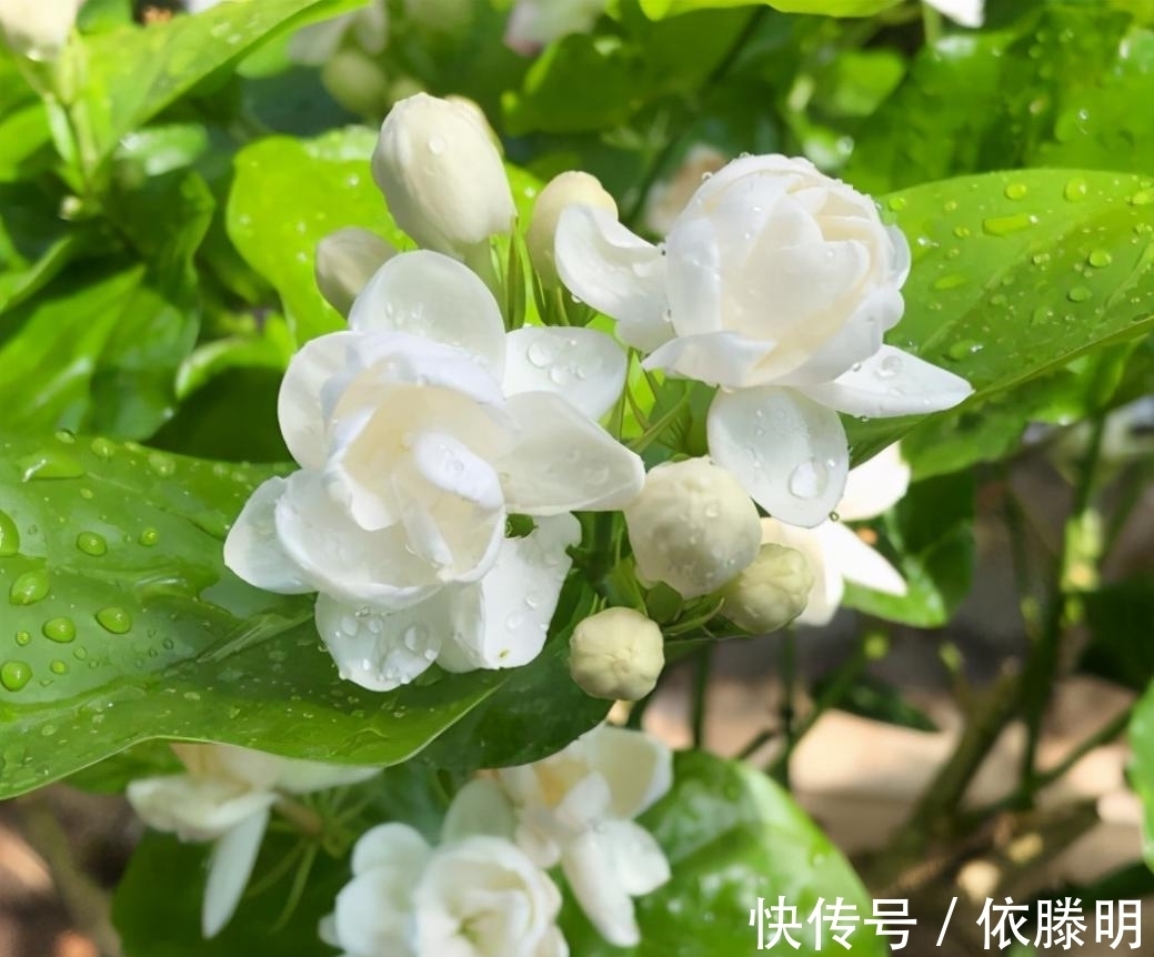 枝条|好养的花卉就是茉莉花,但是想要夏季开不停,要做好四喜一勤