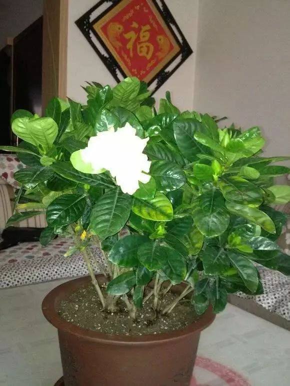 生根|养花不开花,剪一刀,抹个芽,窜出满满一盆栀子花,太香了