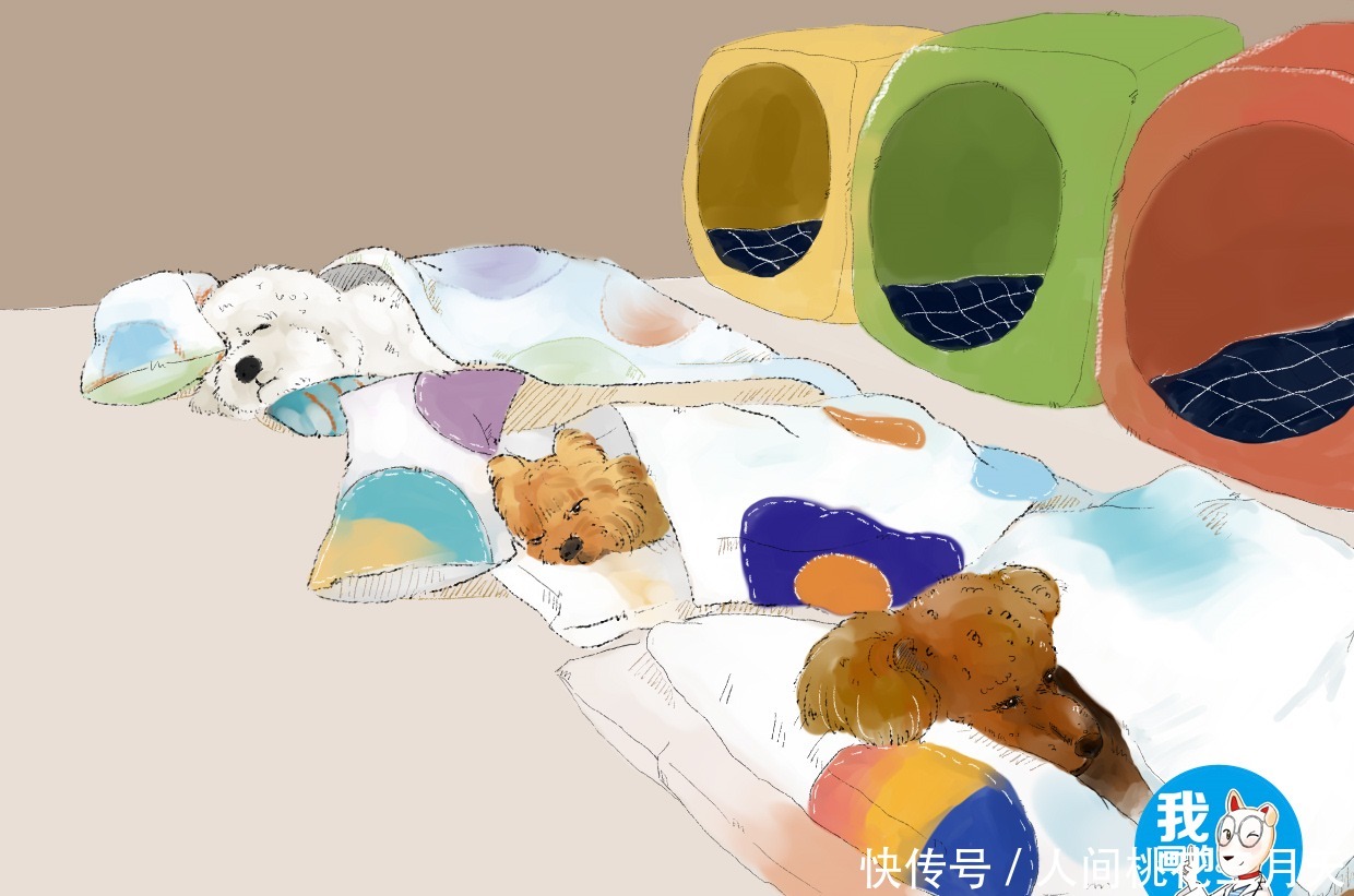 便宜|铲屎官送狗狗去幼儿园,看到发来的照片后却酸了难怪学费不便宜