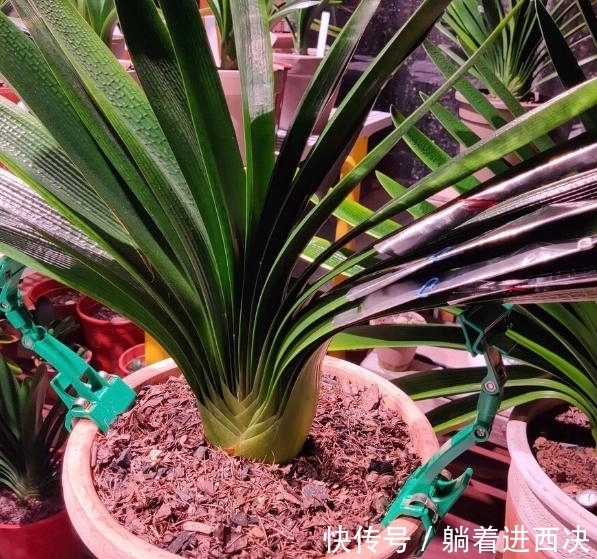 叶子|君子兰夹箭不开花,别慌,学会这些轻松搞定