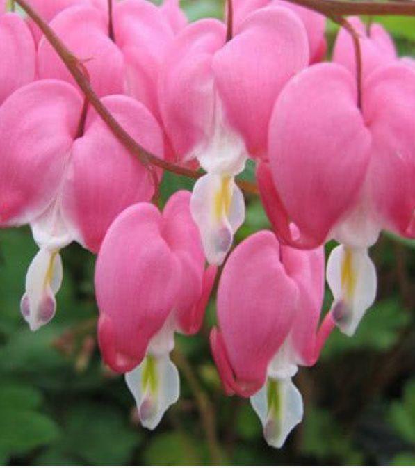 花很好养,耐热耐晒更耐旱,比吊兰好养,你养了吗