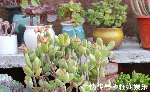 盆土碱性大教你“1招”,轻松调节酸碱度,养任何花都事半功倍