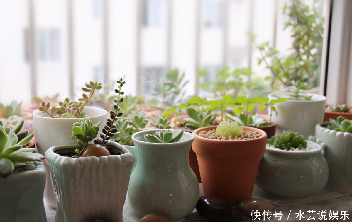 扦插讨喜的多肉,事前事后这么操作,成活率高很多