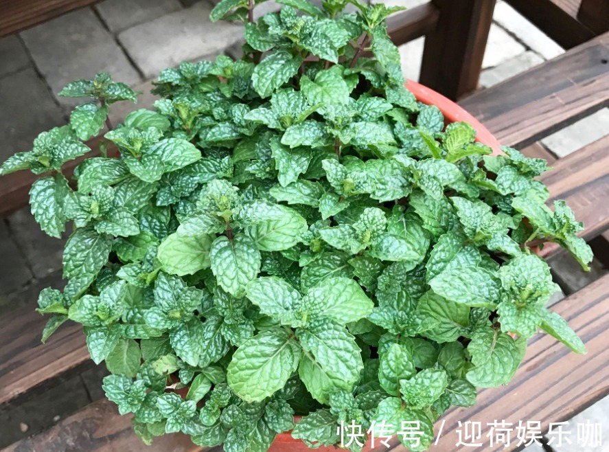 空盆养花土别闲着,种上这3样菜,观赏、食用两不误