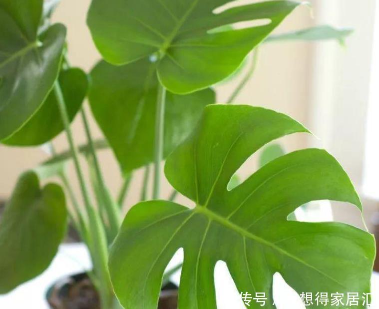 净化空气|十种容易生长、净化室内空气效果很棒的盆栽绿植,对健康有好处