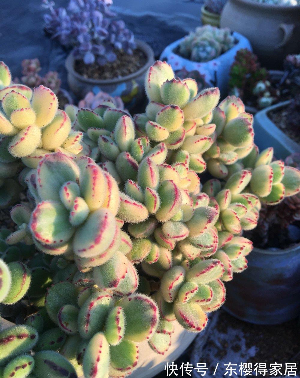 多肉|多肉熊童子竟然能养这么红，改变养法，咱也能养红熊