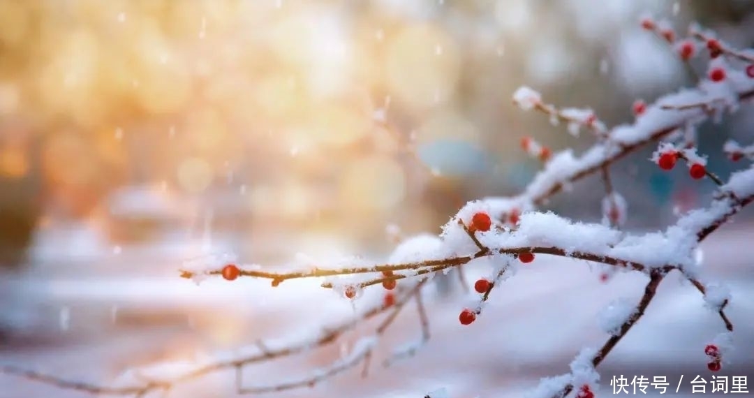 適合冬天喝的6種茶,不止紅茶