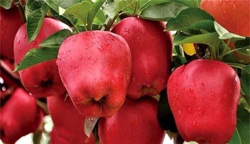 排毒|女性养生,推荐的食物,护肤养颜,排毒祛湿,谁吃谁受益