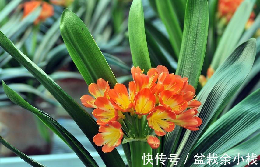 这样换盆超简单,君子兰不伤根,不烂根