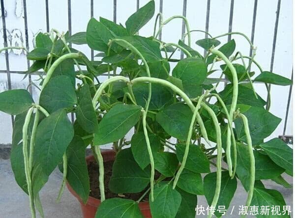 盆栽|一结就一串串，2根可以炒一盘，一个花盆种出来，45天上桌吃