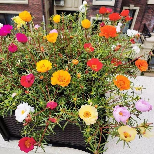 株型|最爱晒太阳的8种花，越晒开花越多，阳台养几盆，开花成海