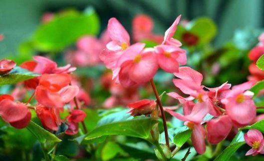 植株|从9月14日开始，家养此款花卉，花艳香浓，颜色鲜艳夺目